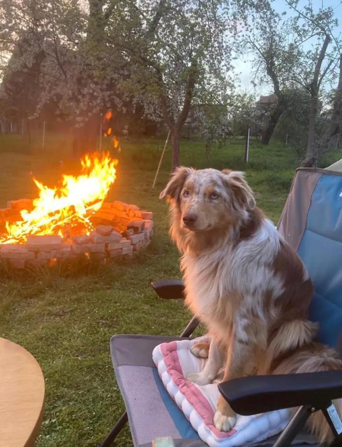 Villaharmony Wartet Auf Familien Mit Hund! Lommatzsch Exteriér fotografie