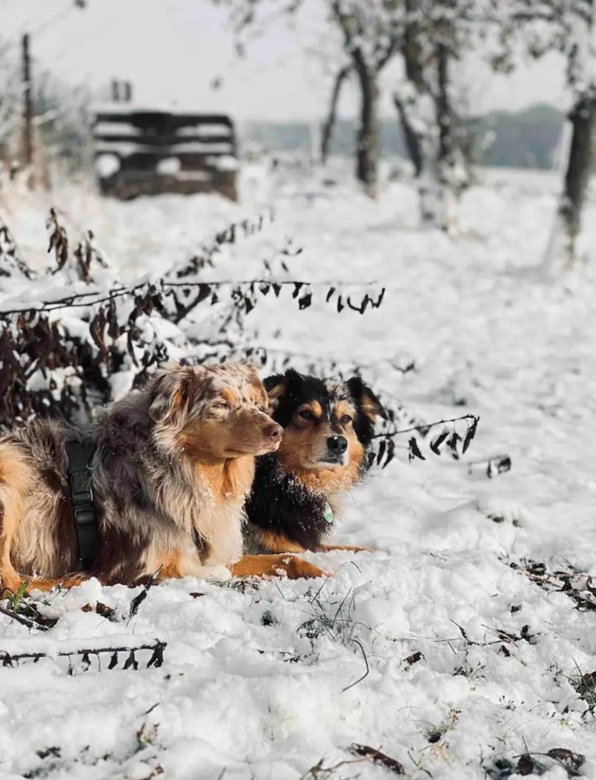 Villaharmony Wartet Auf Familien Mit Hund! Lommatzsch Exteriér fotografie